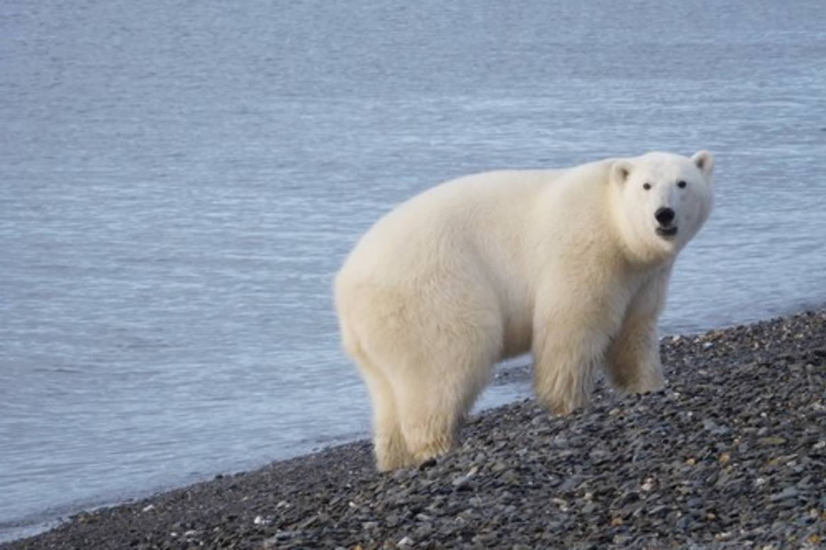 A healthy polar bear on a Chukchi Sea beach
