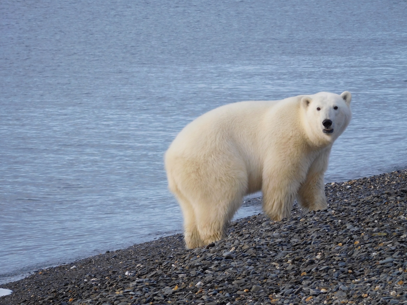 A healthy polar bear on a Chukchi Sea beach