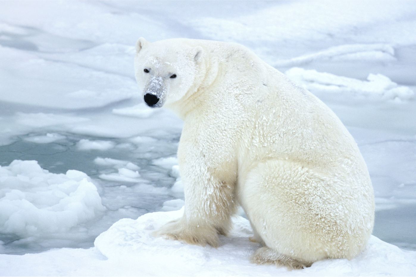 Polar Bears In The Tundra Biome