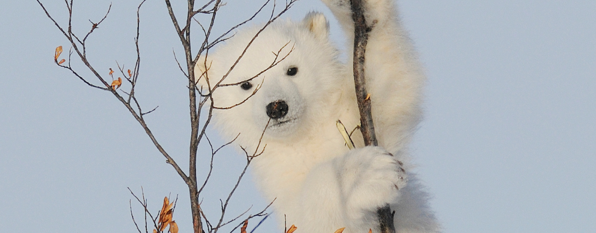 Cub in a tree