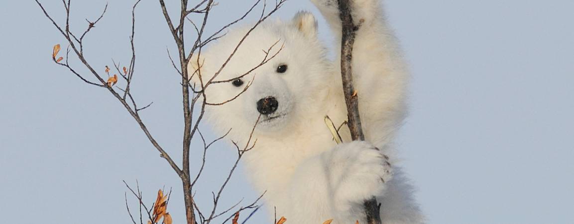 Cub in a tree