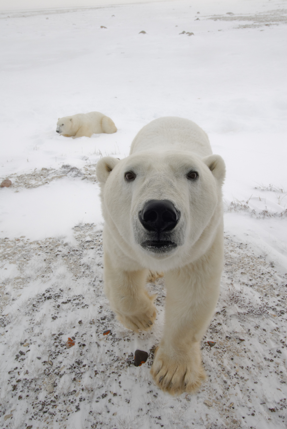 Take Action | Polar Bears International