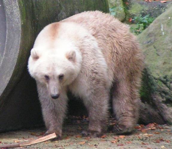 A grizzly-polar bear hybrid at Osnabrück Zoo.