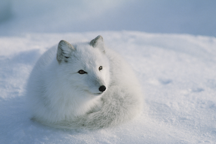 Arctic fox on the tundra