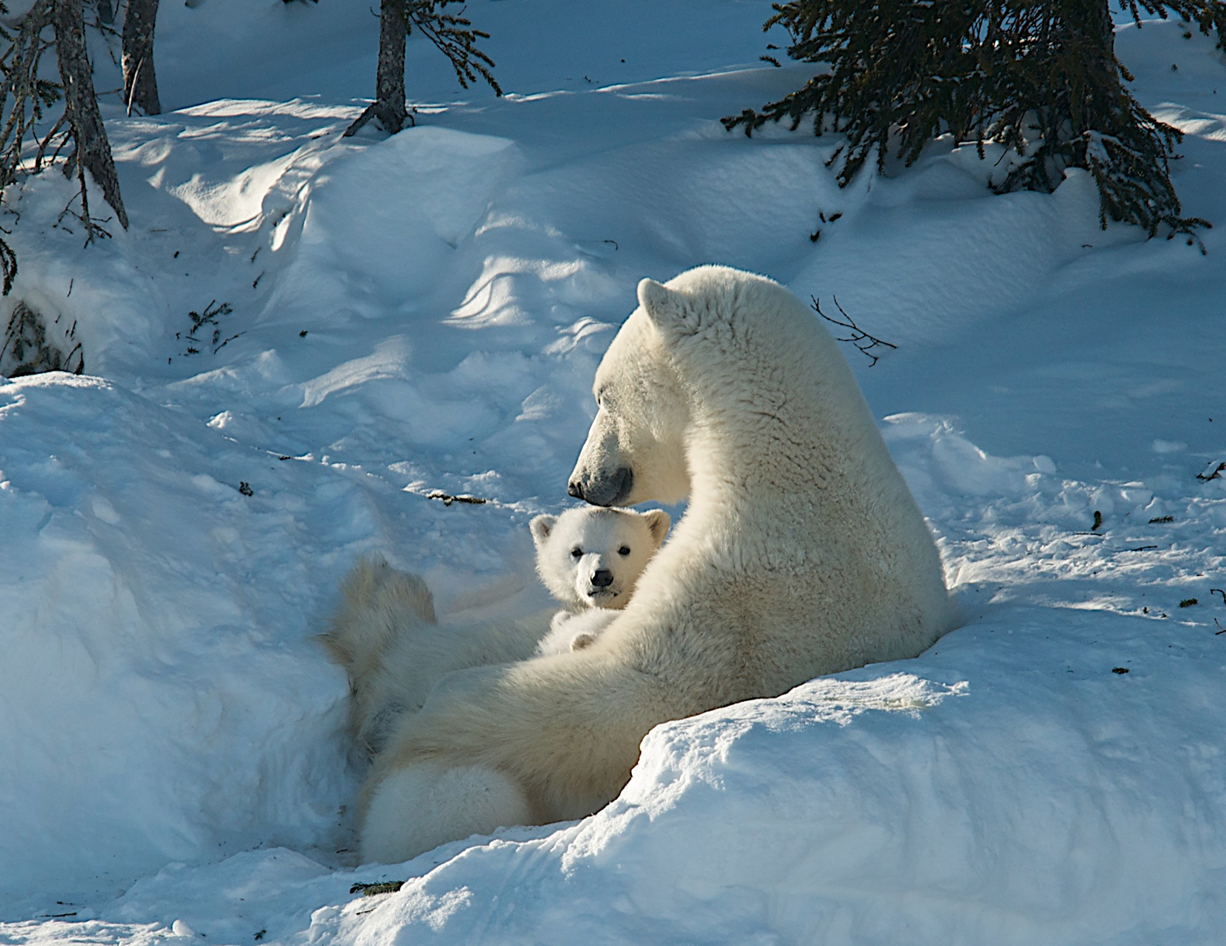Polar bear mom and cubs outside the den in Wapusk National Park