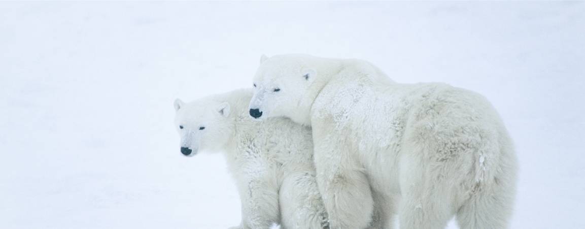 Two adult polar bears standing close to each other