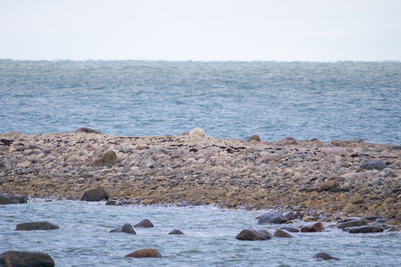 Polar Bear on the shoreline near open water 