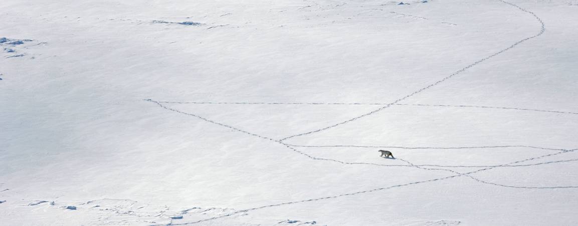 Bear and bear tracks on sea ice