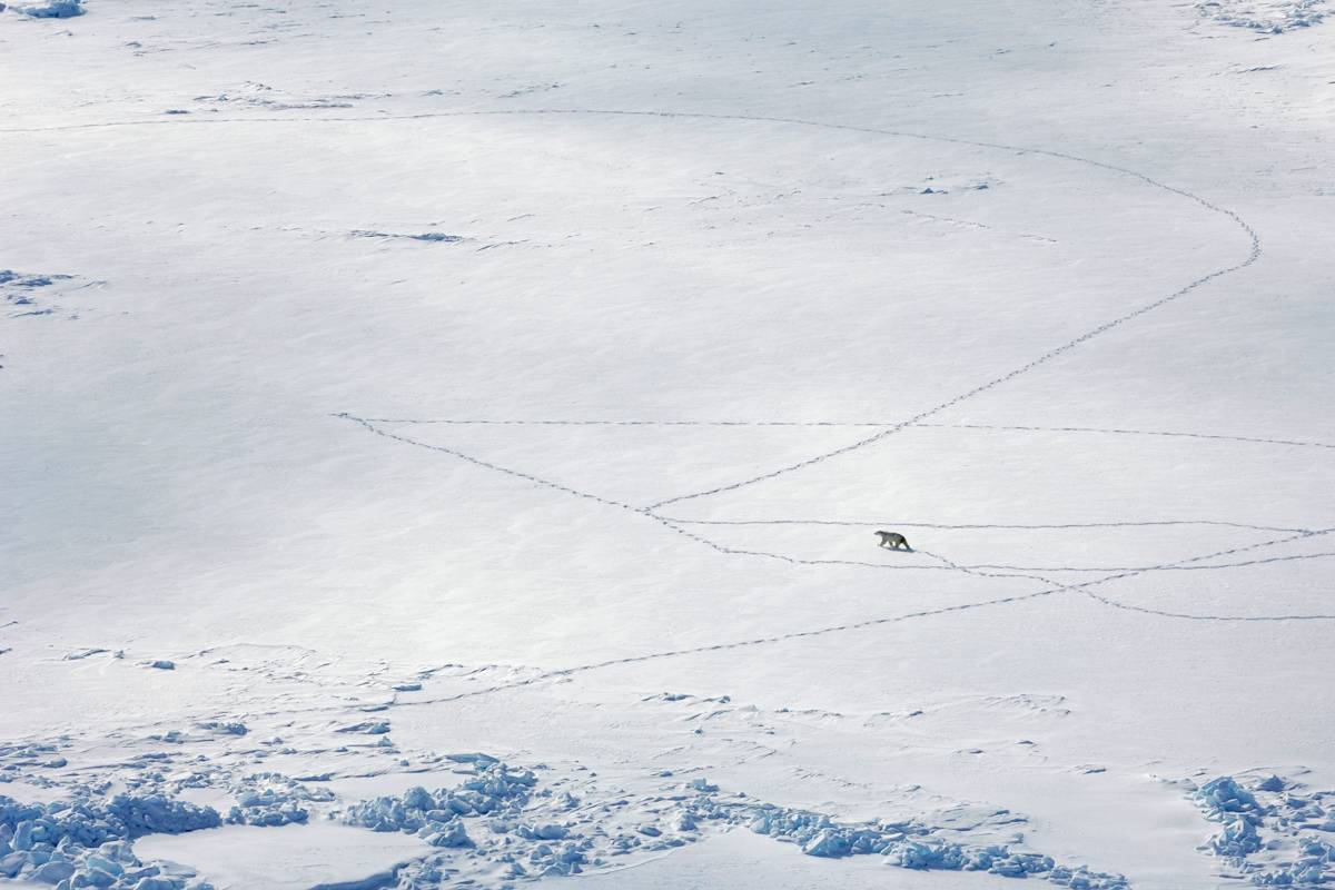 Bear and bear tracks on sea ice