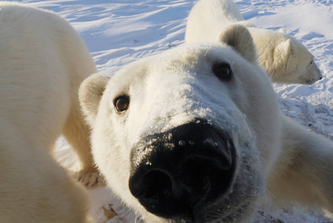 Polar bear faces
