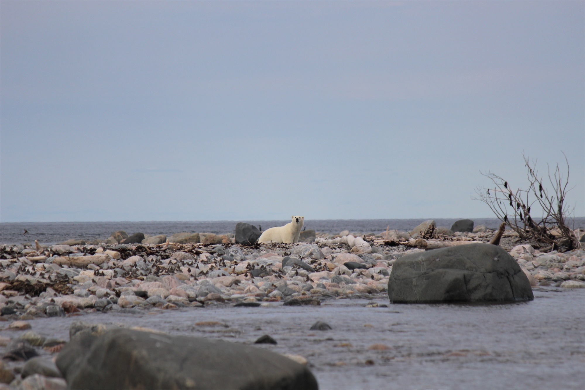 A polar bear stands on shore during summer in the Southern Hudson Bay region