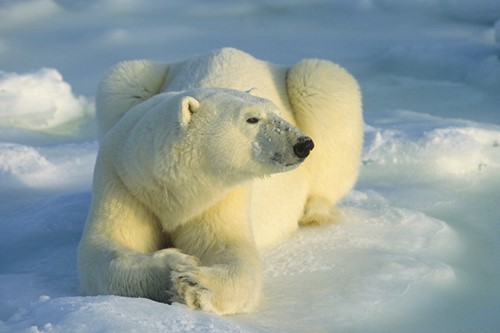 A polar bear lays on the sea ice