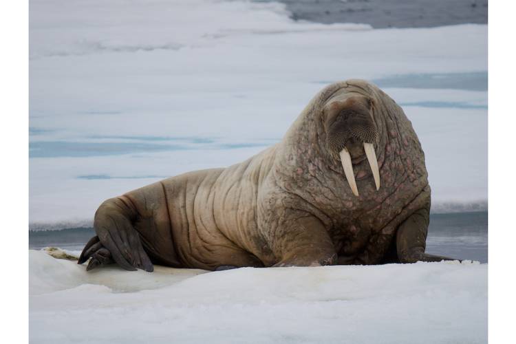 A large walrus on an ice floe in Svalbard