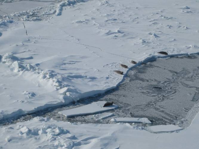 Seals laying near a crack in the sea ice