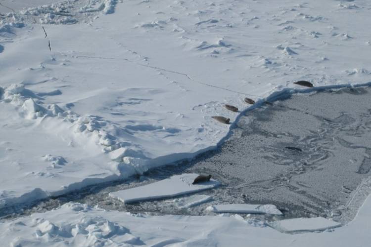 Seals laying near a crack in the sea ice