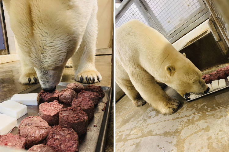 A polar bear sniffing meat and eating lard at a zoo