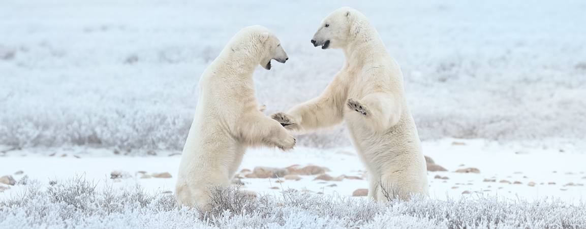 Two male polar bears sparring on the tundra