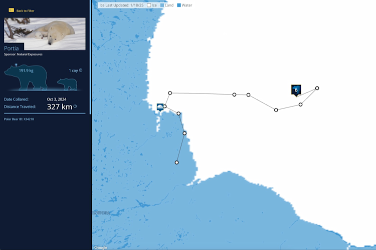 The Polar Bears International bear tracker map with the path of the bear "Portia" highlighted