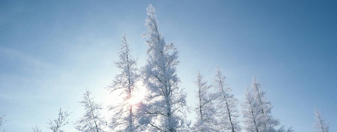 Trees covered in snow