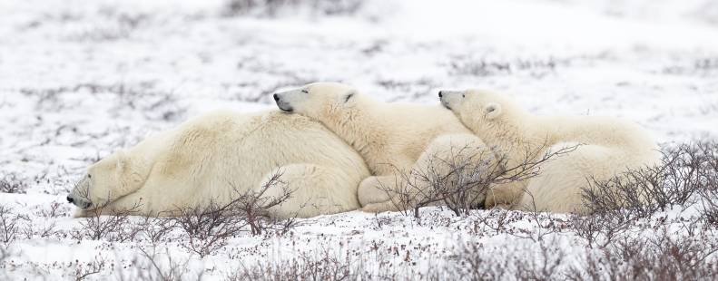 Polar Bear Mom Snuggling with Twin Cubs