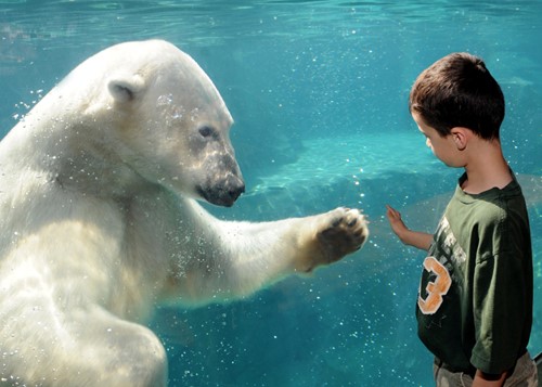 Polar Bear Keeper Exchange Polar Bears International