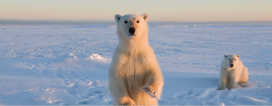 Two bears looking at the camera on ice