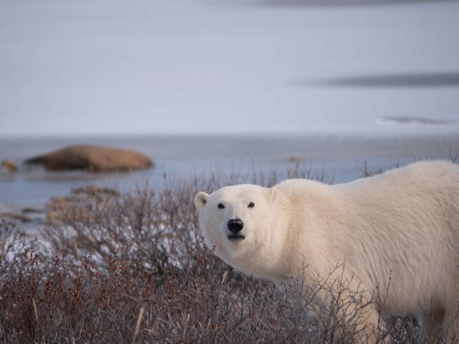 Polar bear in a bush with no snow