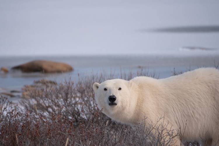 Polar bear in a bush with no snow