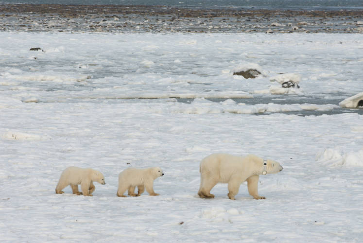 Polar bear mom wearing a GPS radio collar with two cubs in tow