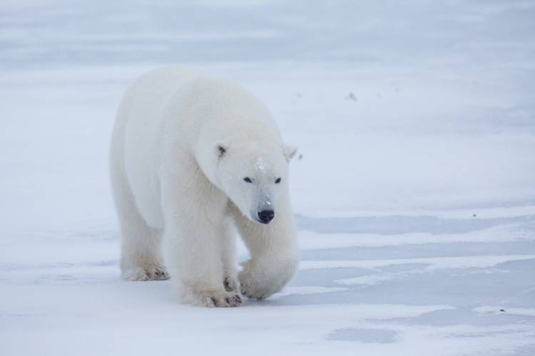 Large polar bear on sea ice