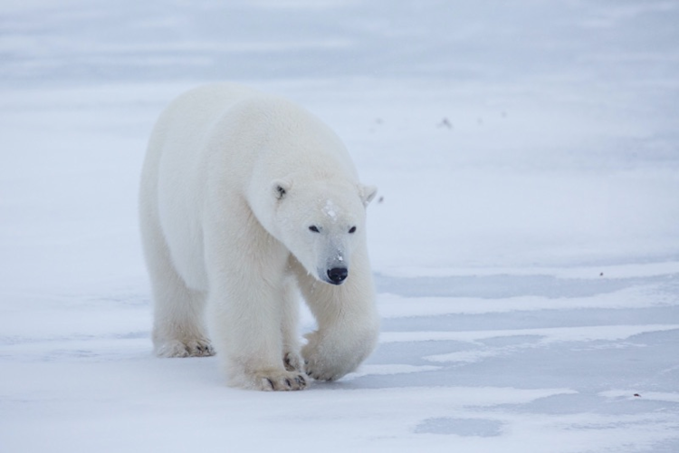 Large polar bear on sea ice