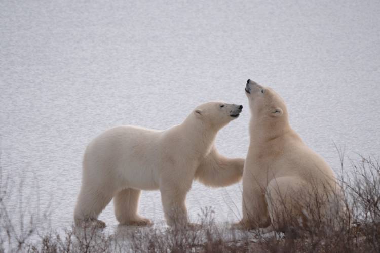 Two polar bears near a frozen lake in Churchill