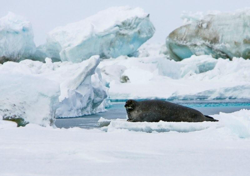 Ringed seals on the sea ice
