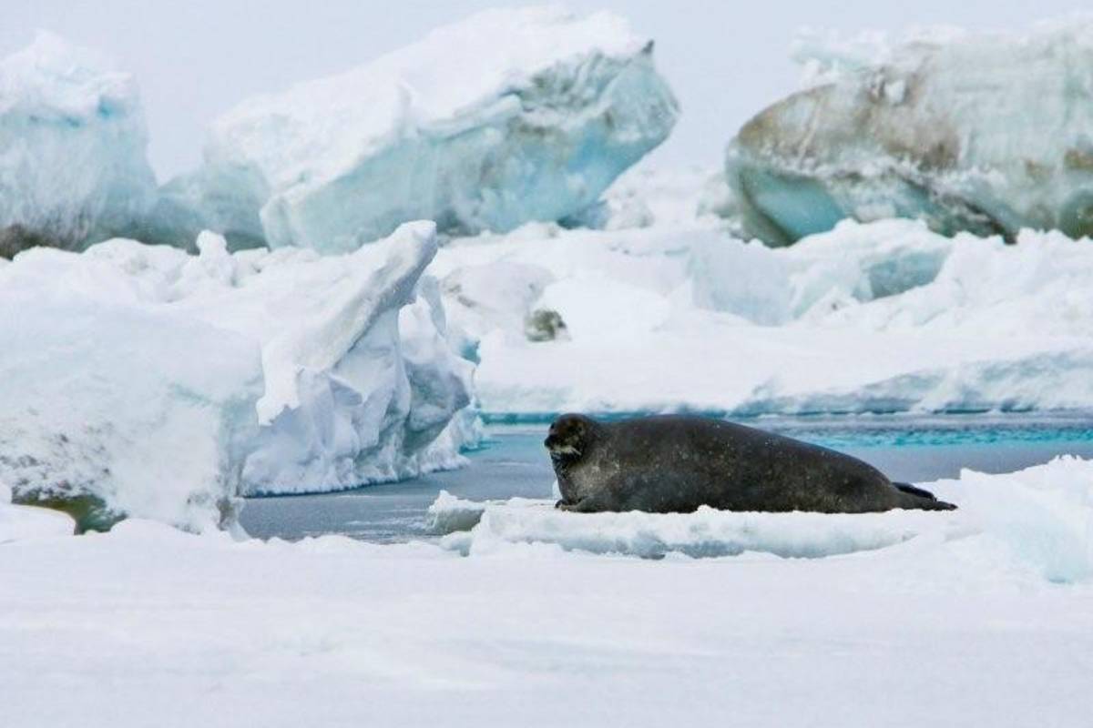 Ringed seals on the sea ice