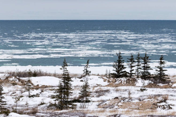 Trees on the Churchill shoreline in fall with snow