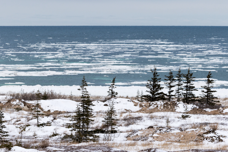 Trees on the Churchill shoreline in fall with snow