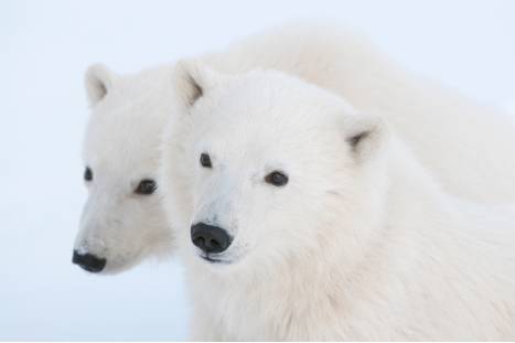 Two polar bears nestled closely together