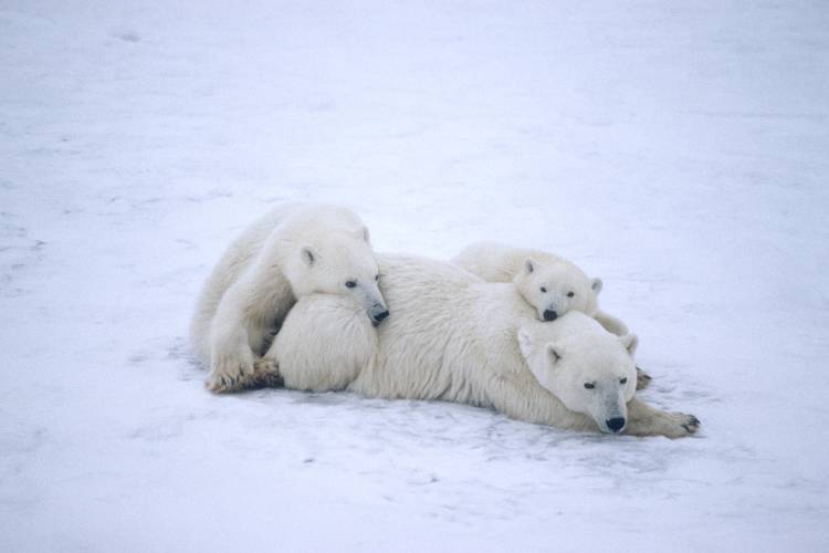 A mother polar bear and her cubs laying on the ice