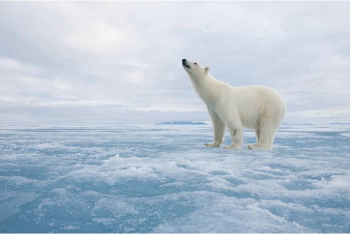 Arctic Research: Carhartts, Polar Bears, and Duct Tape - Science
