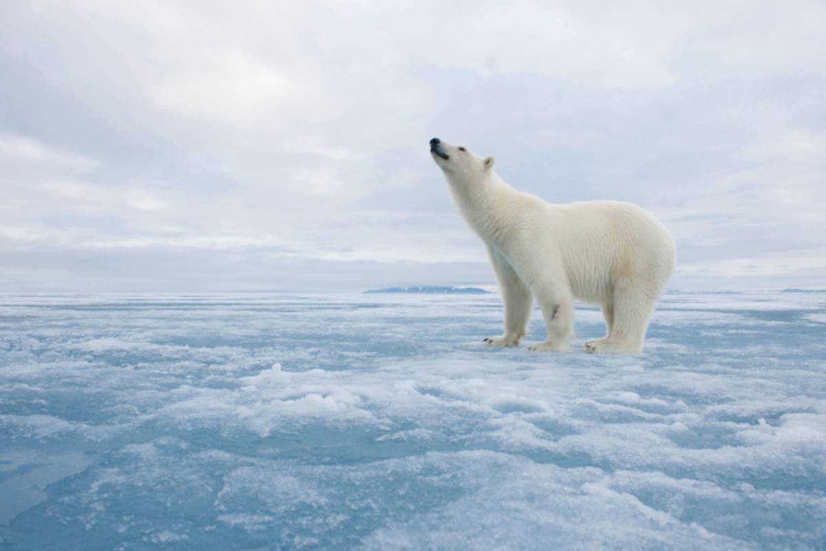 Surprising Polar Bear Facts About the King of the Arctic