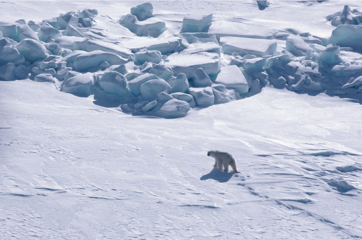 Aerial shot of a polar bear walking on ice