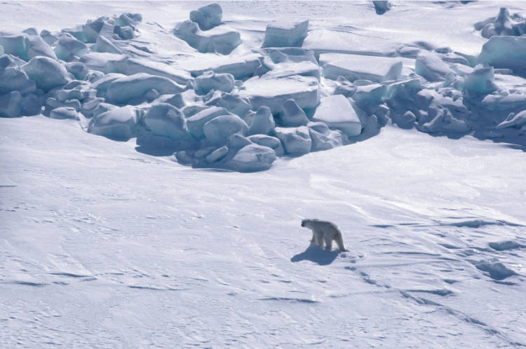 Aerial shot of a polar bear walking on ice
