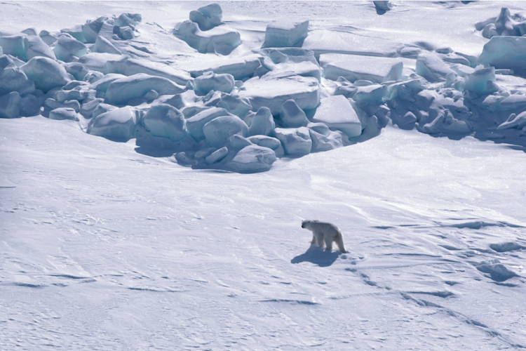 Aerial shot of a polar bear walking on ice