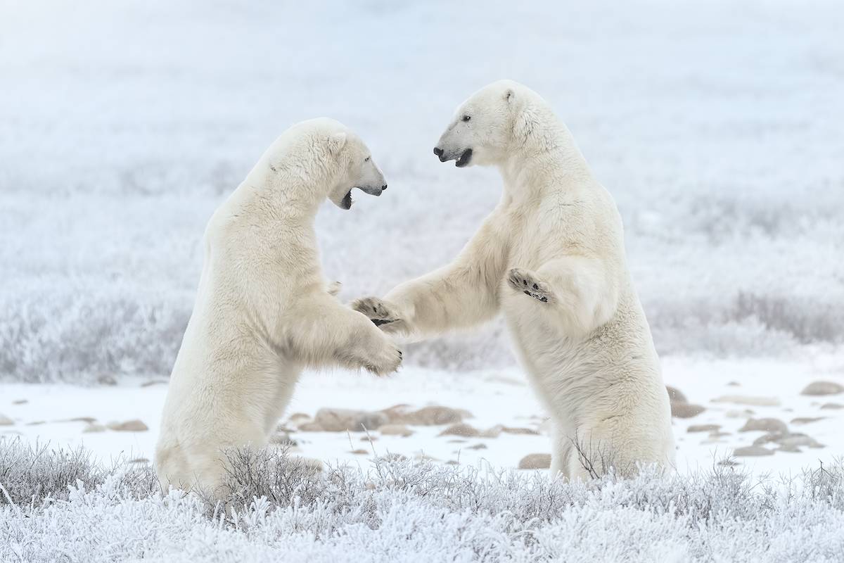 Two male polar bears sparring