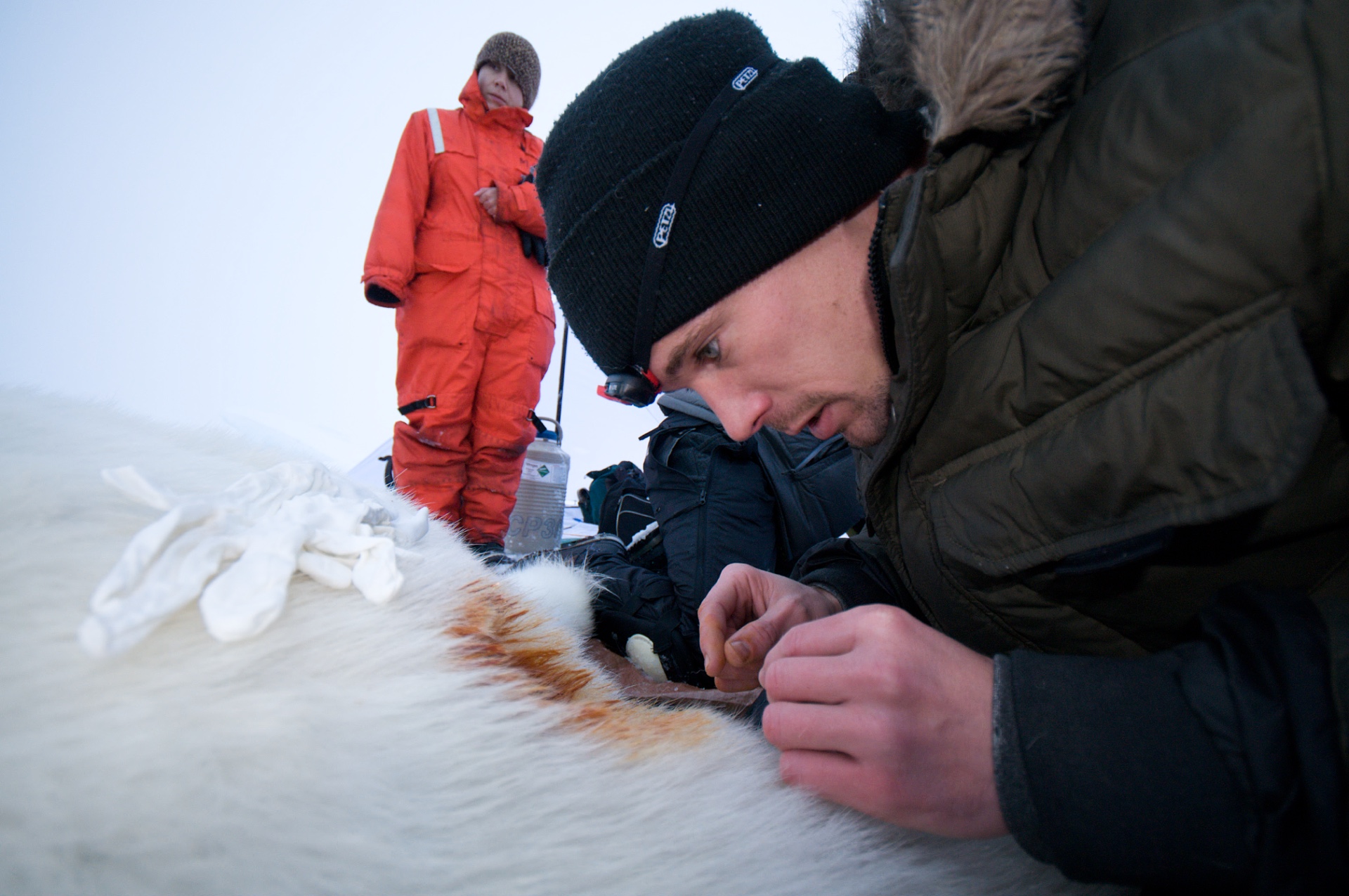 John Whiteman in the field collecting polar bear samples