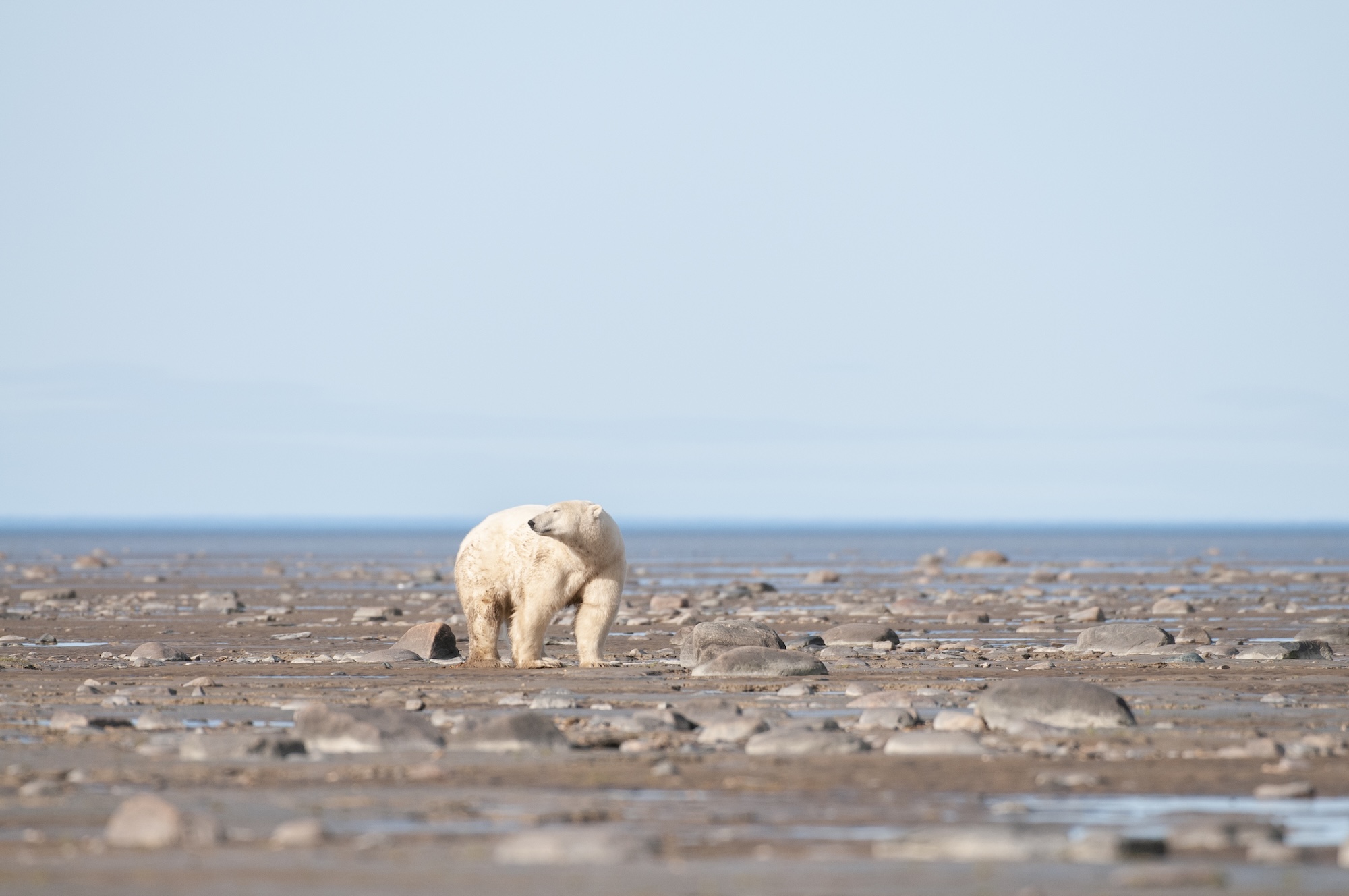 A polar bear on the shoreline tidal flats during summer near Churchill