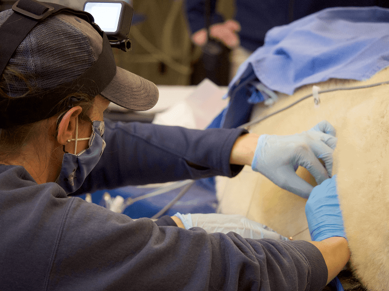 Researcher applies tracking device to a polar bear's fur