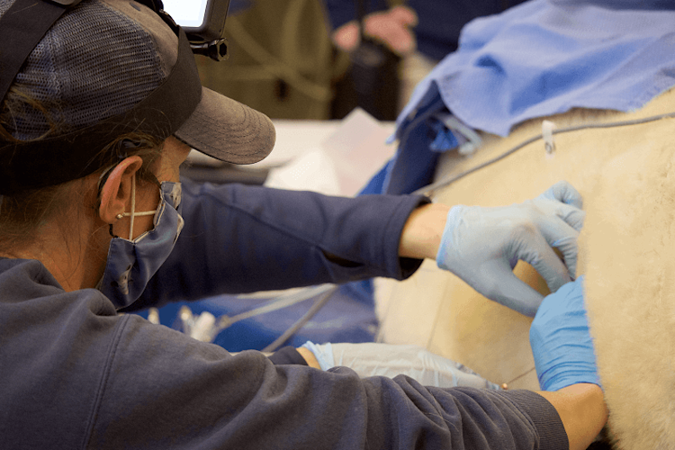 Researcher applies tracking device to a polar bear's fur