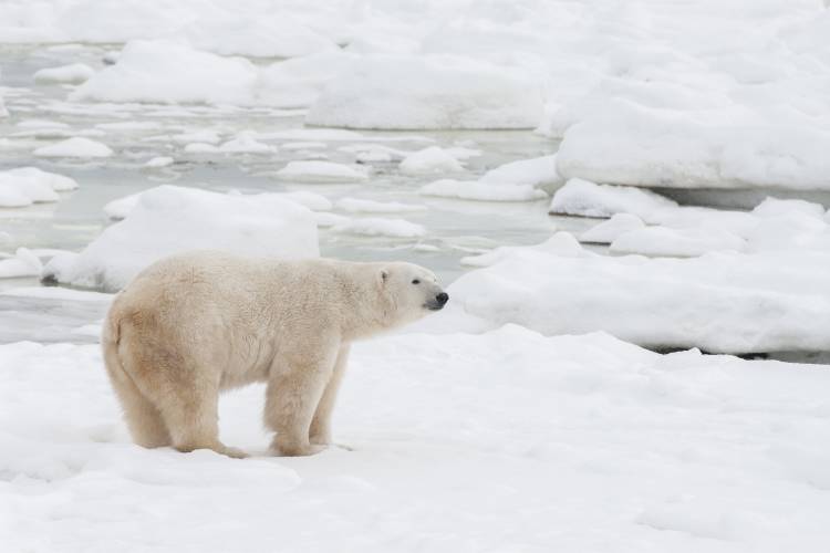 A polar bear bear standing on broken up ice