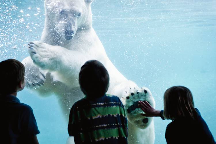 Blizzard the polar bear underwater at the Point Defiance Zoo & Aquarium